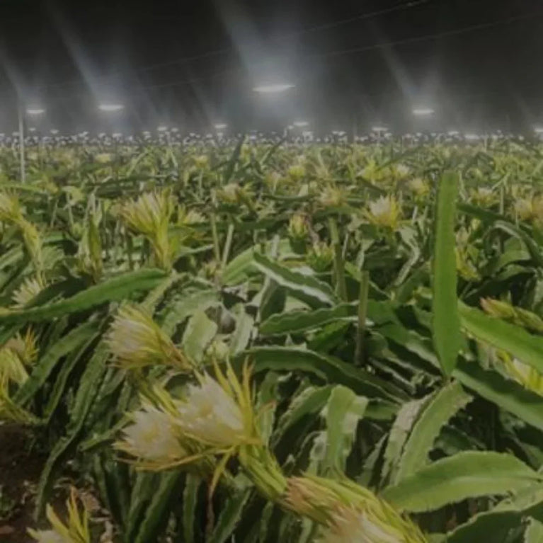 Painel de Led Master Plants Standard Pivô White Bivolt 112W