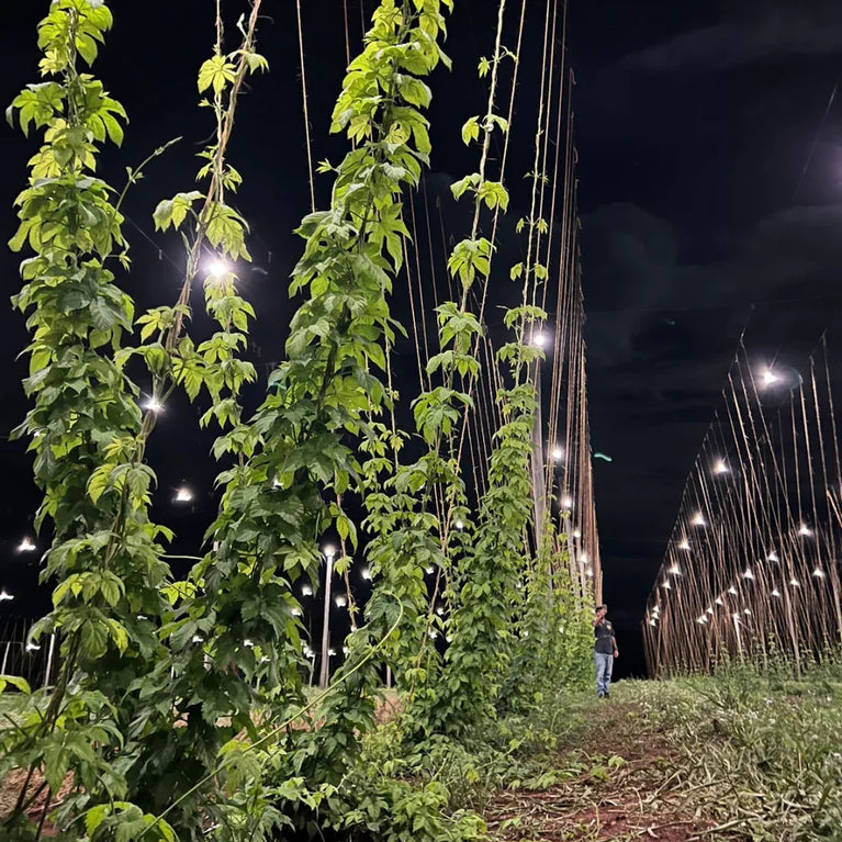 Painel de Led Master Plants Standard Pivô White Bivolt 175W