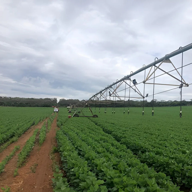 Painel de Led Master Plants Standard Pivô R&B 220V 33W