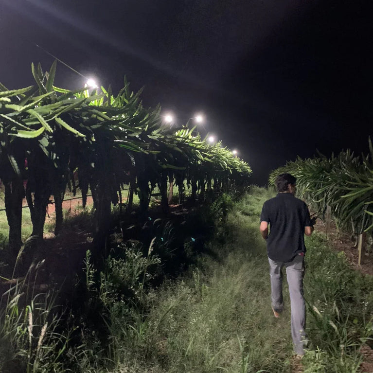 Painel de Led Master Plants Standard Pivô White Bivolt 175W