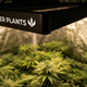 Painel LED de cultivo indoor Master Plants iluminando plantas em grow tent master plants com revestimento refletivo, destacando iluminação eficiente para crescimento saudável.