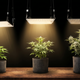 Sequência de cultivo indoor com três fases da planta sob luz LED: vegetativo inicial, crescimento intermediário e floração avançada, demonstrando evolução sob diferentes intensidades de iluminação em estufa grow