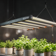 Painel LED Quantum Bar PRO 650W para cultivo indoor iluminando hortaliças e ervas em ambiente controlado, com espectro completo, alta eficiência e tecnologia para crescimento saudável das plantas.