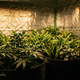Plantas cultivadas em estufa indoor master plants com vasos de tecido e iluminação LED, mostrando cultivo indoor organizado com controle de espaço e densidade de plantas.