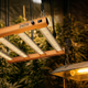 Painel LED grow 240W PRO-MID Master Plants comparado com lâmpada HPS em cultivo indoor, destacando eficiência luminosa, menor calor e economia de energia.