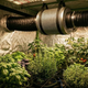 Filtro de carvão ativado e sistema de exaustão em estufa de cultivo indoor, utilizado para controle de odores e ventilação adequada durante o crescimento das plantas.