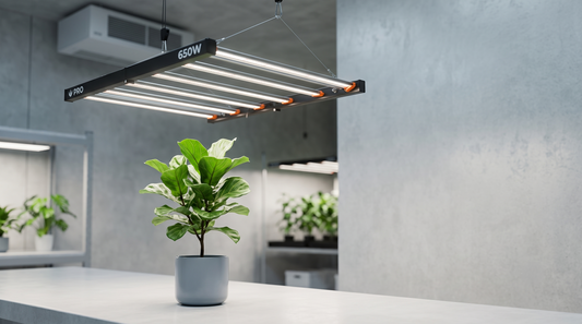 Painel LED grow 650W iluminando planta de interior em ambiente controlado, com alta eficiência luminosa e menor geração de calor no cultivo indoor.