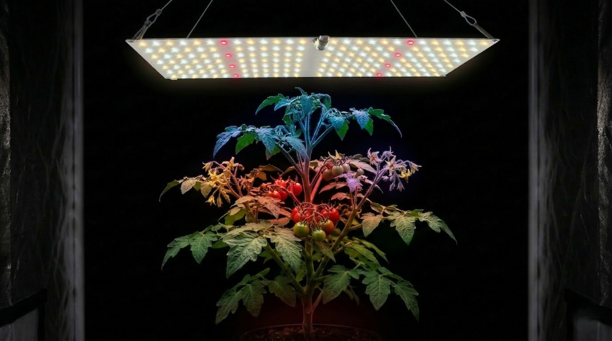 Luz Full Spectrum no Cultivo Indoor: A Iluminação Completa para Todas as Fases da Sua Planta