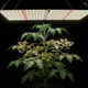 Planta cultivada em estufa indoor sob painel LED full spectrum, com iluminação artificial para crescimento e floração em cultivo indoor controlado.