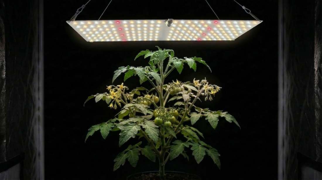 Planta cultivada em estufa indoor sob painel LED full spectrum, com iluminação artificial para crescimento e floração em cultivo indoor controlado.