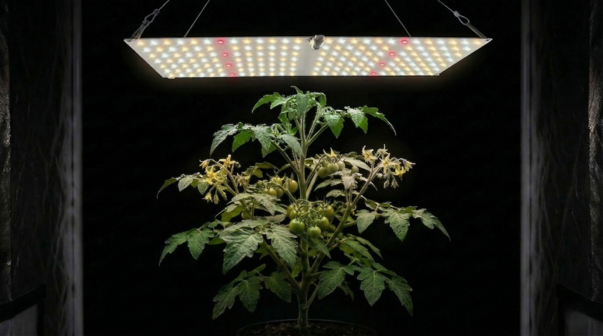 Planta cultivada em estufa indoor sob painel LED full spectrum, com iluminação artificial para crescimento e floração em cultivo indoor controlado.