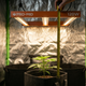 Medição da altura da planta em cultivo indoor com fita métrica sob iluminação LED, dentro de estufa com vasos de feltro e controle de crescimento.
