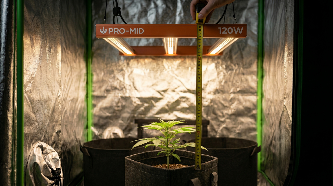 Medição da altura da planta em cultivo indoor com fita métrica sob iluminação LED, dentro de estufa com vasos de feltro e controle de crescimento.