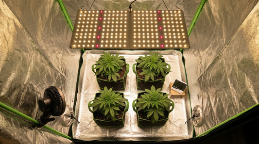 Cultivo indoor em estufa com painel LED full spectrum, quatro plantas em vasos de feltro, ventilação ativa e controle de temperatura e umidade com termohigrômetro.