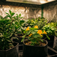 Cultivo indoor de PANCs em vasos de feltro sob iluminação LED, com capuchinha florida e hortaliças em estufa refletiva controlada