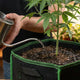 Mãos usando um regador de metal de bico fino para regar uma planta em um vaso de feltro preto durante o cultivo indoor.