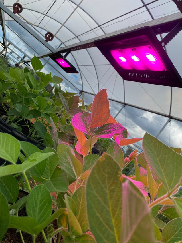 Speed Breeding: Acelerando o Futuro da Agricultura