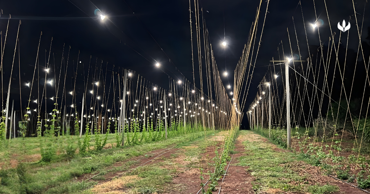Dias longos o ano inteiro: como a iluminação artificial transforma o cultivo de lúpulo?