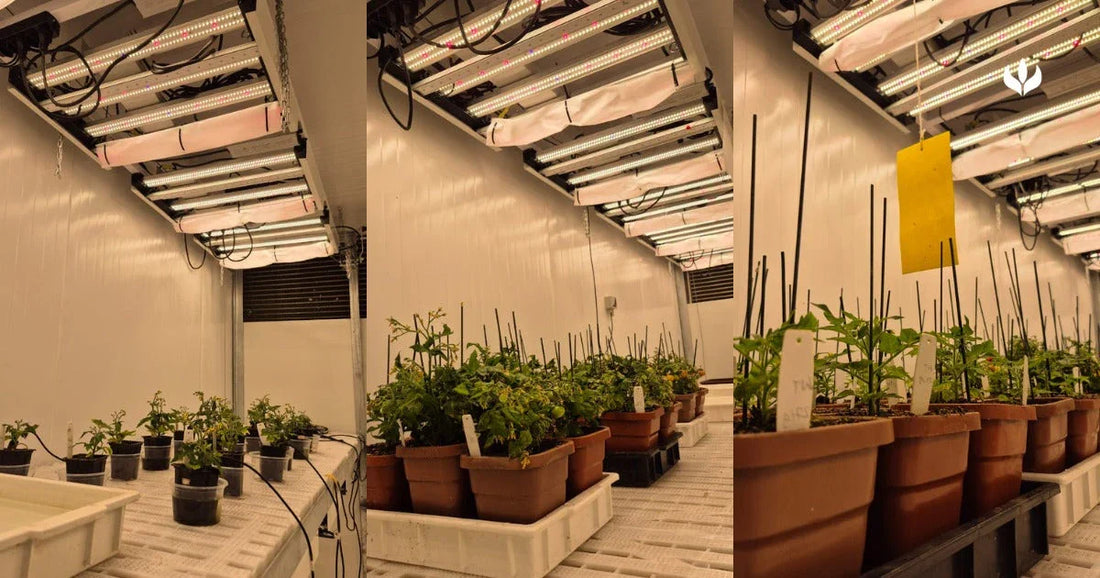 Como o cultivo em laboratório e em câmaras de crescimento permite controle total das variáveis?