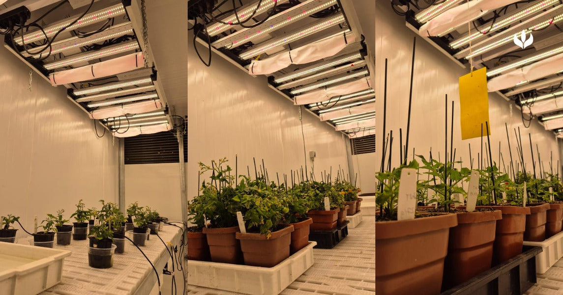 Como o cultivo em laboratório e em câmaras de crescimento permite controle total das variáveis?