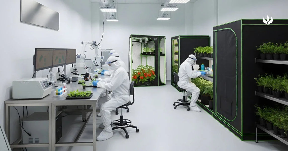 Como a iluminação artificial influencia na padronização e na velocidade de crescimento das mudas?