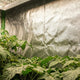 Interior de estufa de cultivo indoor MASTERPLANTS com revestimento Mylar 600D refletivo e plantas crescendo sob luz LED.