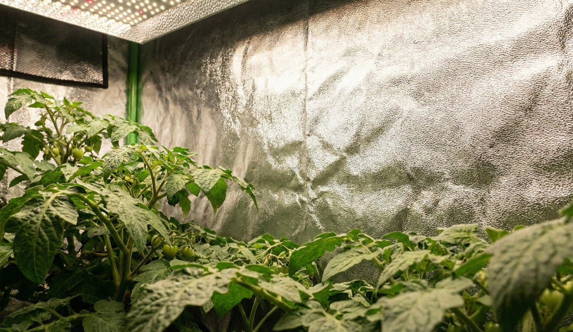 Interior de estufa de cultivo indoor MASTERPLANTS com revestimento Mylar 600D refletivo e plantas crescendo sob luz LED.