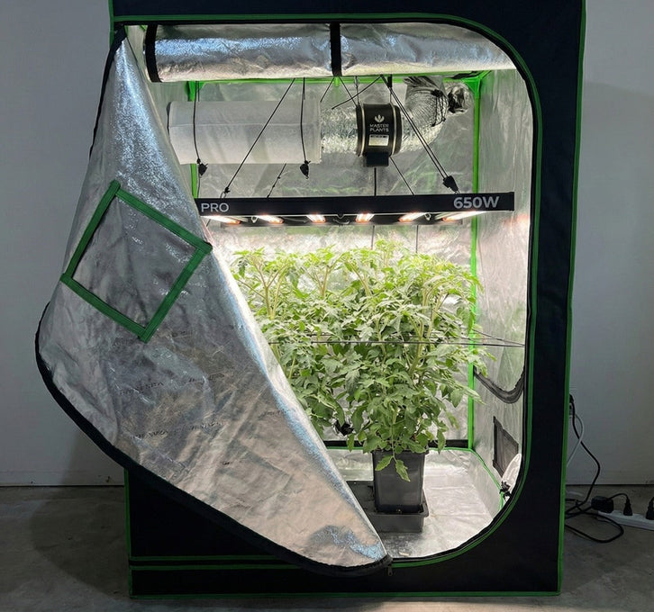 Estufa de cultivo indoor com Kit Grow Completo Master Plants, incluindo LED, sistema de exaustão e plantas em desenvolvimento dentro do grow.