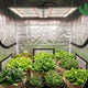 Estufa de cultivo indoor com iluminação LED para plantas, mostrando alfaces, espinafre e ervas cultivadas em vasos de tecido, ideal para horta caseira e cultivo hidropônico em ambiente controlado.