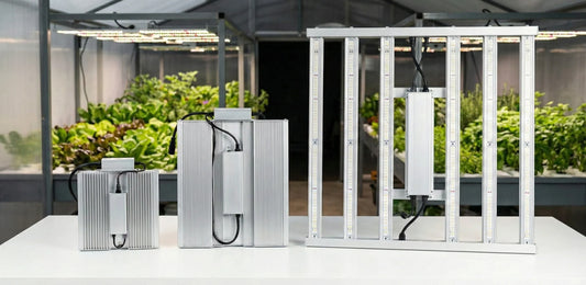 Painéis de LED da MASTERPLANTS para cultivo indoor com tecnologia Quantum Board e Quantum Barra, mostrando eficiência energética e aplicação em estufa de produção hortícola.