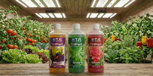 Fertilizantes Terra Aquatica TriPart Micro, Grow e Bloom posicionados em cultivo indoor, ilustrando o sistema completo de nutrição para crescimento e floração das plantas.