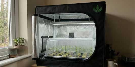 Estufa de propagação 60x40cm MASTERPLANTS com mudas em clonagem, iluminação LED e controle de umidade e temperatura para cultivo indoor.