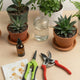 Tesouras de poda reta e curva MASTERPLANTS para trimming, álcool para esterilização e plantas em vasos sobre bancada de cultivo indoor.