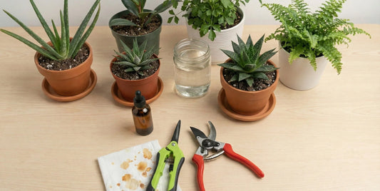 Tesouras de poda reta e curva MASTERPLANTS para trimming, álcool para esterilização e plantas em vasos sobre bancada de cultivo indoor.