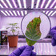 Folha de planta com deficiência nutricional sendo analisada com lupa em cultivo indoor, com fertilizantes Terra Aquatica MASTERPLANTS ao fundo sob iluminação LED.