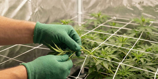 Mãos com luvas ajustando ramos na técnica SCROG, guiando plantas sob a rede de sustentação dentro da estufa de cultivo indoor para maximizar a área de cobertura.