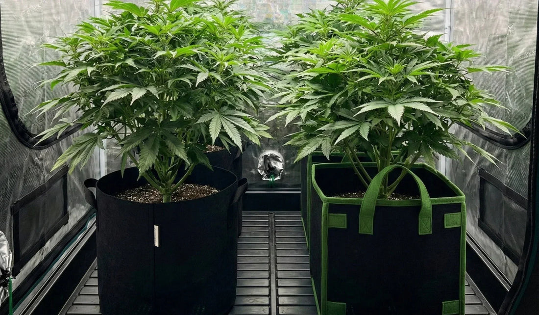 Plantas cultivadas em vasos de feltro Master Plants dentro de estufa grow, com raízes saudáveis e desenvolvimento uniforme no cultivo indoor.
