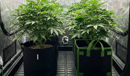 Plantas cultivadas em vasos de feltro Master Plants dentro de estufa grow, com raízes saudáveis e desenvolvimento uniforme no cultivo indoor.
