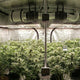 Estufa grow Master Plants 300x300 com cultivo indoor avançado, iluminação LED, exaustão, ventilação e controle de clima para máxima produtividade.