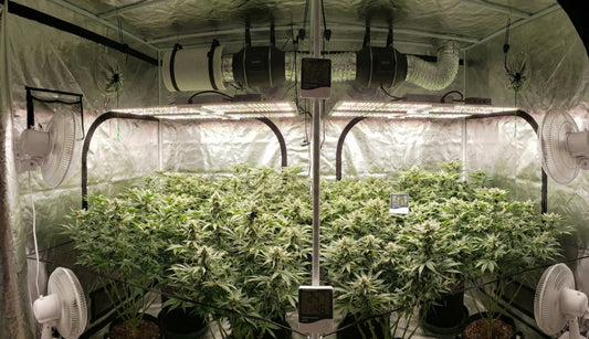 Estufa grow Master Plants 300x300 com cultivo indoor avançado, iluminação LED, exaustão, ventilação e controle de clima para máxima produtividade.
