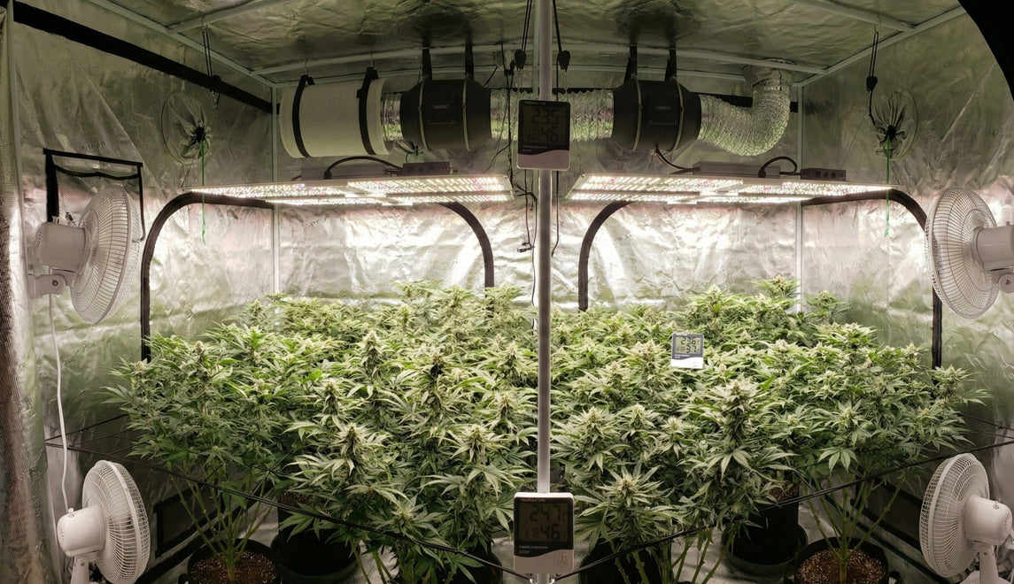 Estufa grow Master Plants 300x300 com cultivo indoor avançado, iluminação LED, exaustão, ventilação e controle de clima para máxima produtividade.