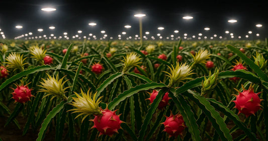 A extensão do fotoperíodo com luz artificial pode aumentar a produção de pitaya na entressafra?