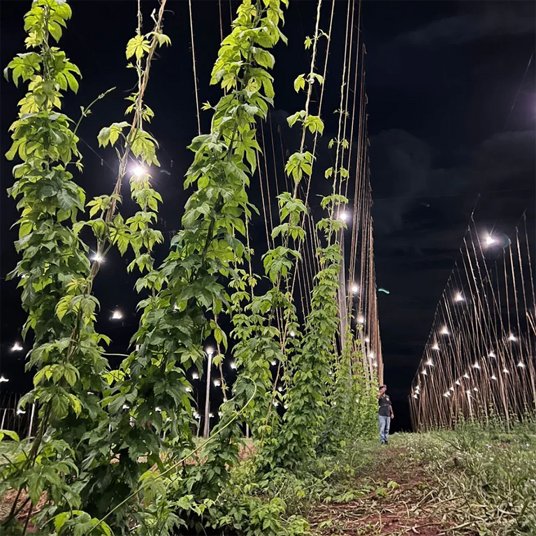 Painel de Led Master Plants Standard Pivô White Bivolt 33W