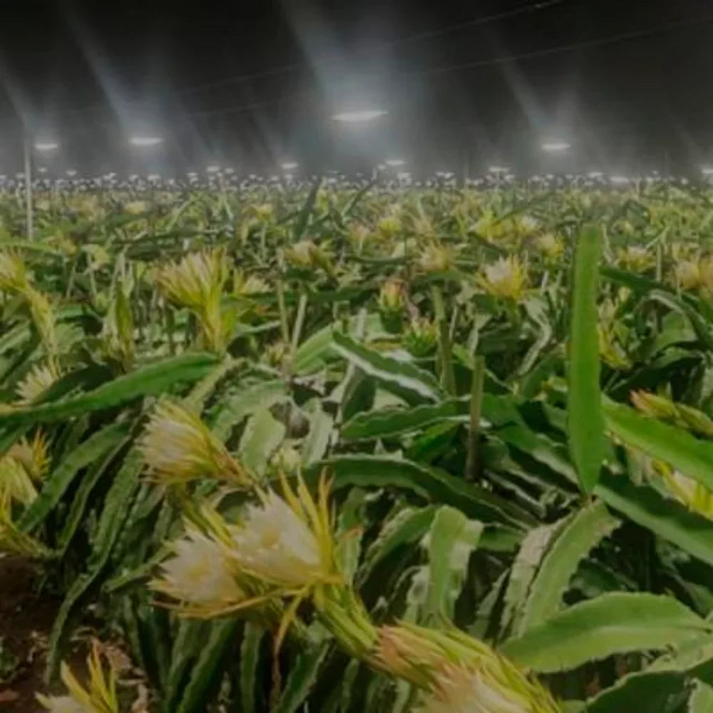 Painel de Led Master Plants Standard Pivô White Bivolt 33W