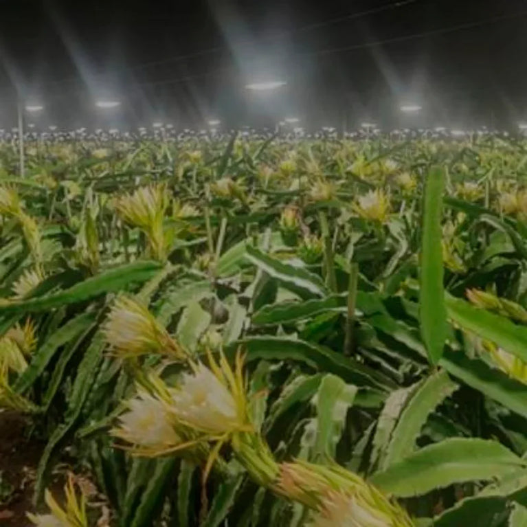 Painel de Led Master Plants Standard Pivô White Bivolt 33W