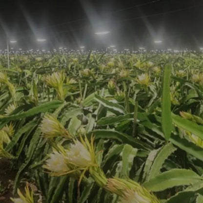 Painel de Led Master Plants Standard Pivô White Bivolt 68W