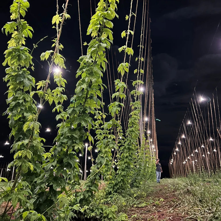 Painel de Led Master Plants Standard Pivô White Bivolt 112W